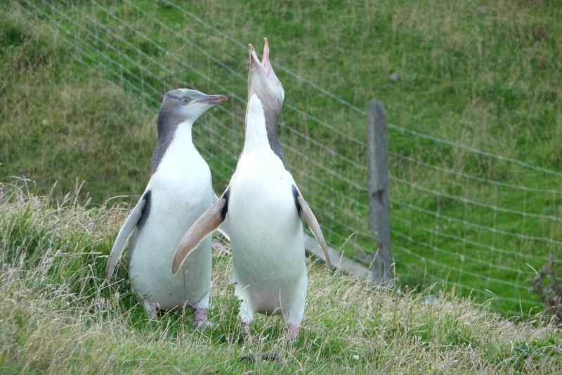 Nieuw-Zeeland 2011 - 2044